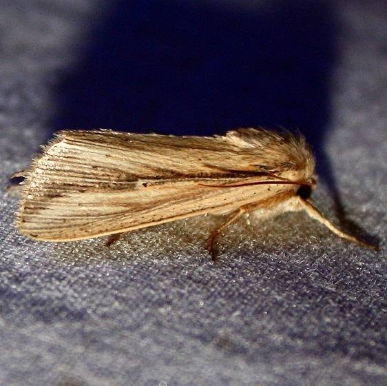 10444 Phragmites Wainscot Moth yard 8-22-09