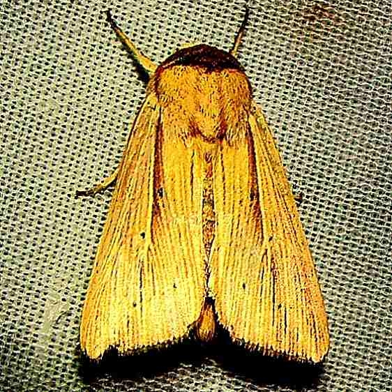 10456 Adjutant Wainscot Moth Mahogany Hammock Everglades National Park 2-25-12