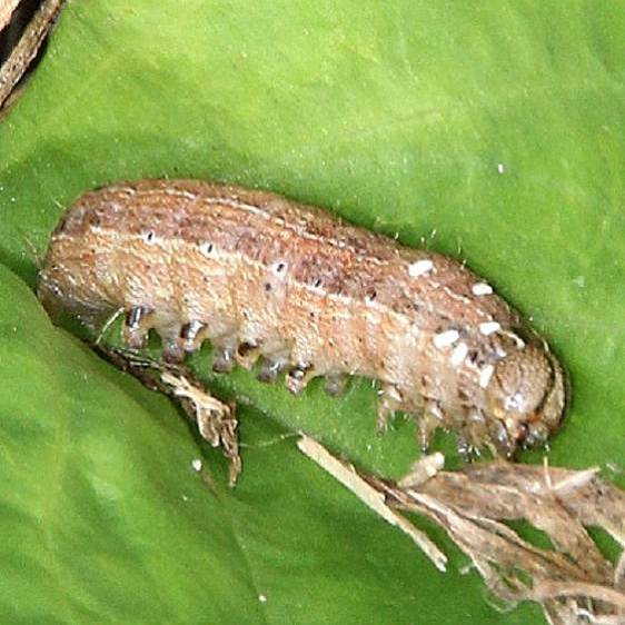 10462 False Wainscot caterpillar Perry State Forest 8-22-20