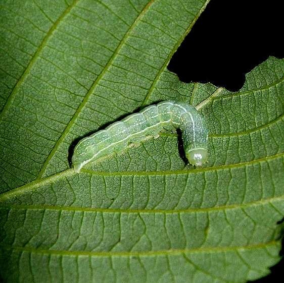10495 Speckled Green Fruitworm Moth Caterpillar Au Sable Falls UP Mich 6-20-16_opt