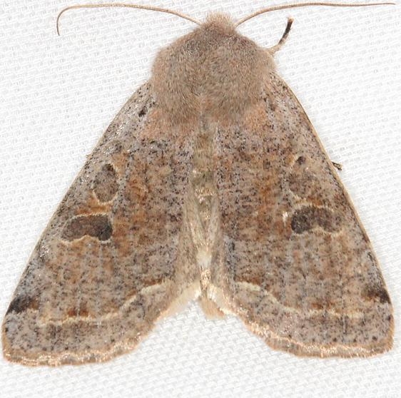 10495 Speckled Green Fruitworm Moth yard 4-10-13