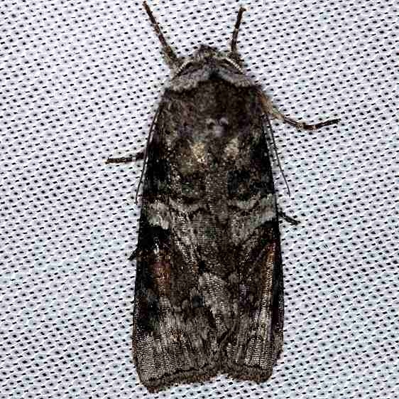 10517 Alternate Woodling Moth Cumberland Falls St Pk Ky 4-22-14