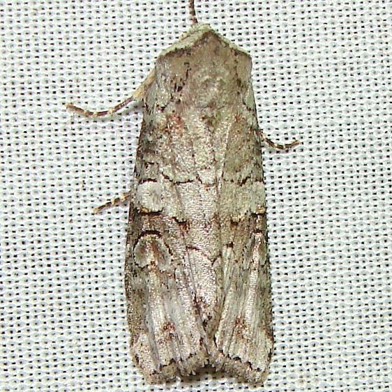 10517 Alternate Woodling Moth Juniper Springs Ocala Natl 3-14-12