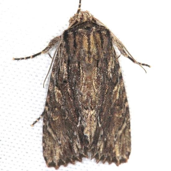 10521 Confused Woodgrain Moth Carter Cave St Pk Kentucky 4-23-13