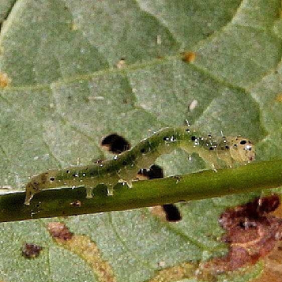 10521 Confused Woodgrain Moth Caterpillar on Basswood Cedar Bog 8-13-18 (7)_opt