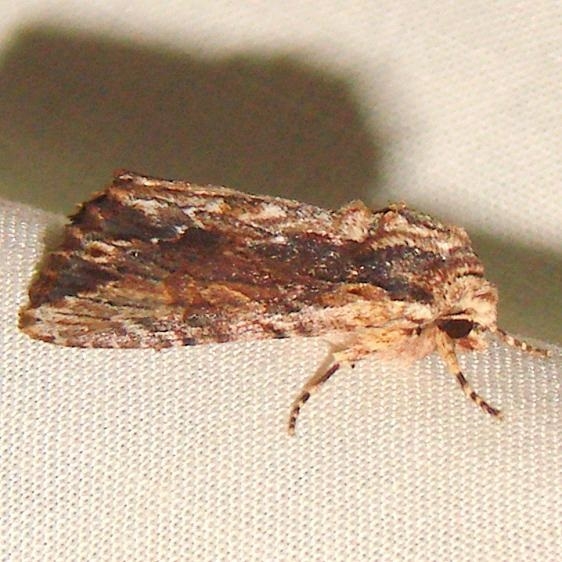 10521 Confused Woodgrain Moth William Beardall WMA Fla 3-9-11