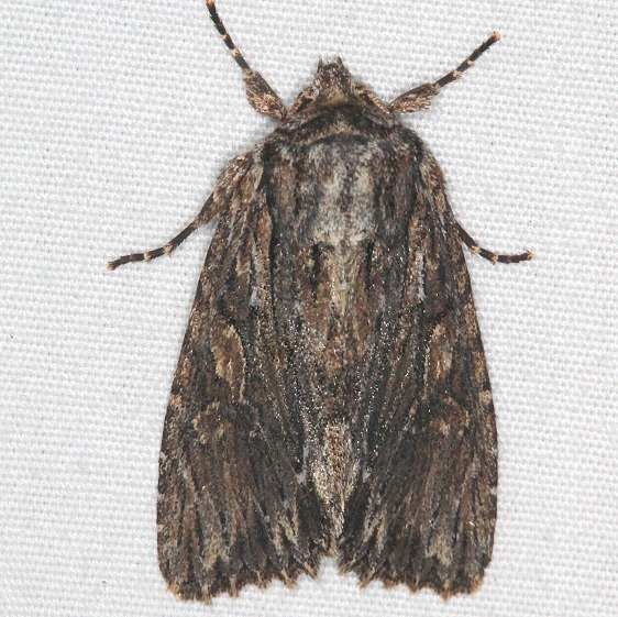 10521 Confused Woodgrain Moth Yard 5-5-15 (4)_opt