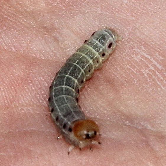 10521 Confused Woodgrain Moth caterpillar Shawnee St Pk Oh 7-12-19
