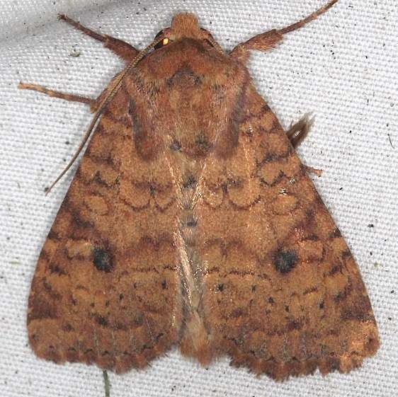 10532.1 Southern Scurfy Quaker Moth yard 8-30-17 (3)_opt