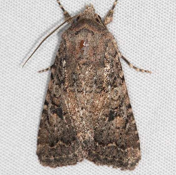 10533 Alder Quaker Moth Fool Hollow Lake St Pk Ariiz 5-23-17 (117)_opt