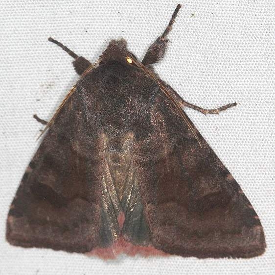 10534 Bronze Cutworm Moth BG yard 9-15-17 (1)_opt