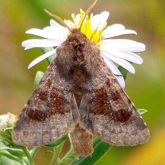 10534 Bronze Cutworm Moth Claridon Prairie by Rt309a 9-13-14