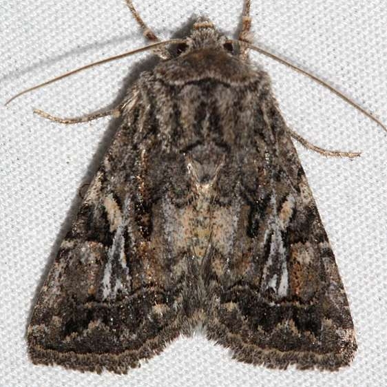 10574 Ulolonche orbiculata Colorado National Monument 6-17-17 (16)_opt