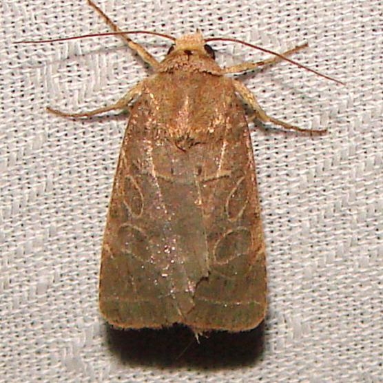 10585 rustic Quaker Moth Paynes Prairie St Pk 3-20-12