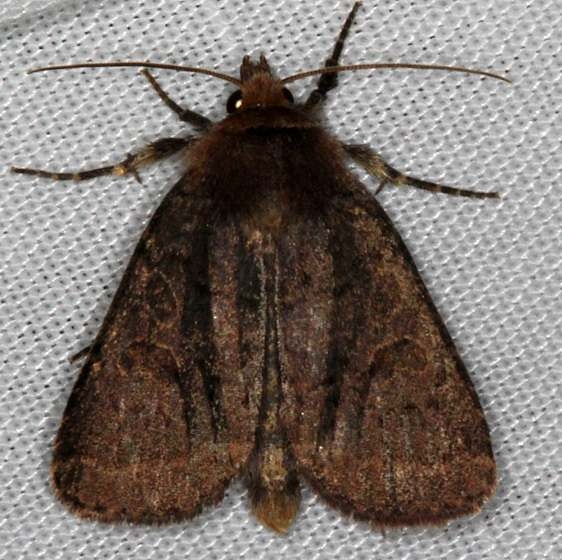 10587 Cynical Quaker Moth Thunder Lake UP Mich 6-19-15