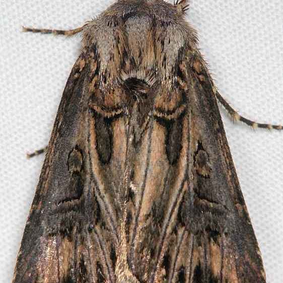 10648 Swordsman Dart Moth Dixon Springs Ill 10-7-20