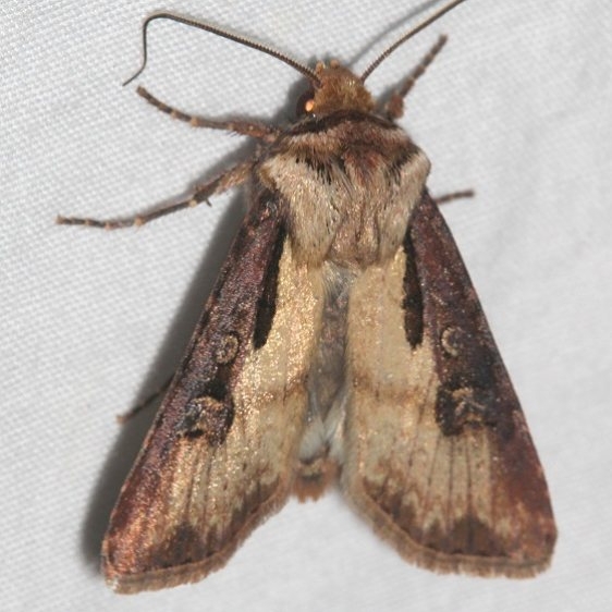 10659 Voluble Dart Moth Colorado Natl Monument 6-16-17 (329)_opt