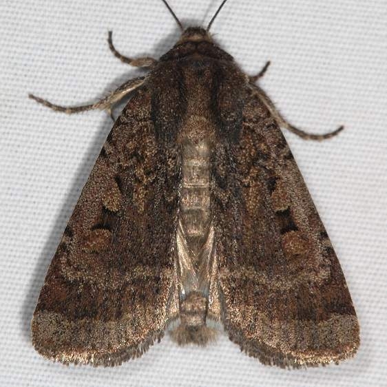 10755 Euxoa declarata Clear Dart Moth Mesa Verde National Pk Colorado 6-9-17 (30)_opt