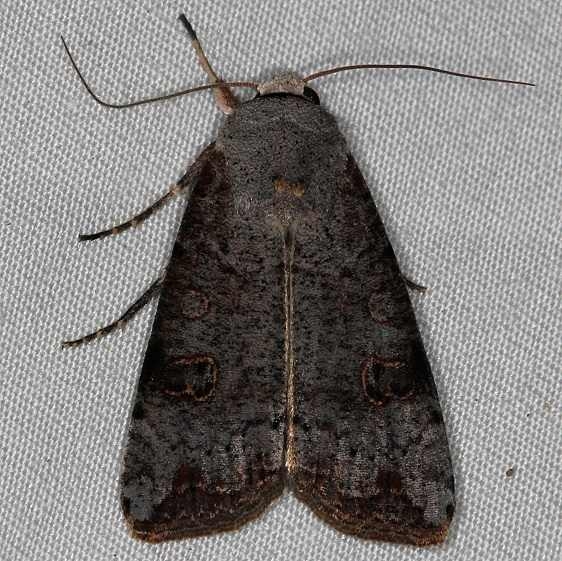 10911 Green Cutrworm Moth Rodman Campgrounda 3-20-14 (20)_opt