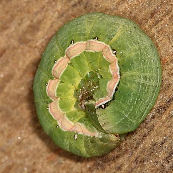10911 Green Cutworm Moth BG yard BG 8-5-17 (1)_opt