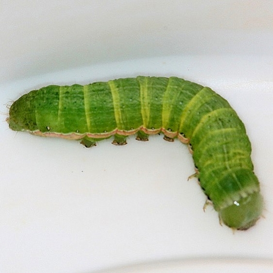 10911 Green Cutworm Moth BG yard BG 8-5-17 (2)_opt