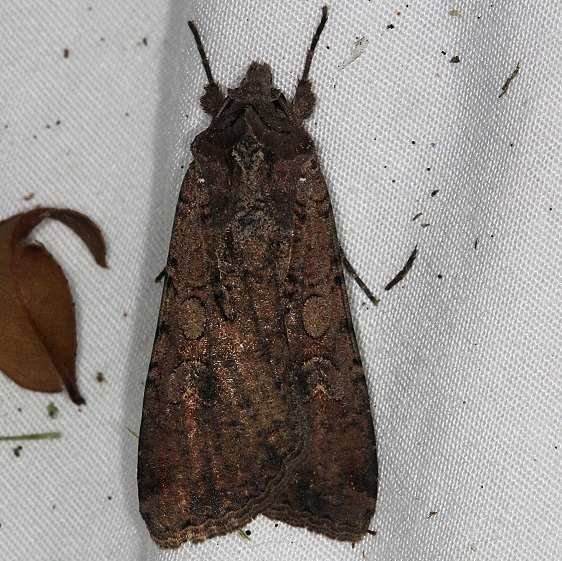 10915 Pearly Underwing Moth yard 7-3-14