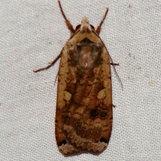11003.1 Large yellow Underwing Moth yard 8_14_08 (13)a_opt