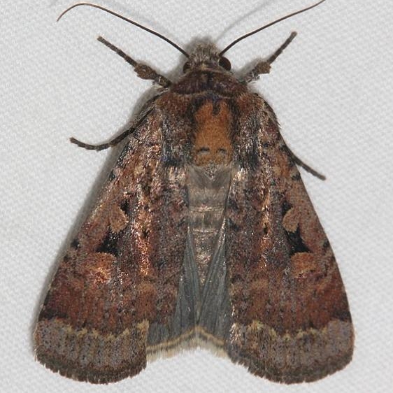 11008 Two-spot Dart Moth Mesa Verde Colorado 6-11-17 (30)_opt