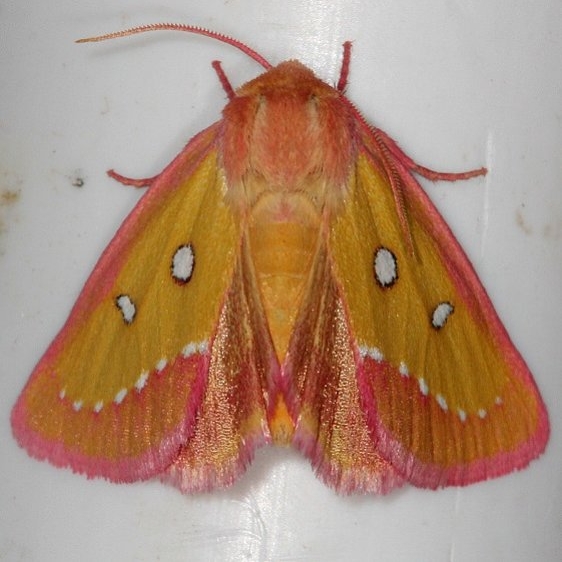 11055-Pink-Star-Moth-Silver-Lake-Cypress-Glenn-Fla-3-18-15-83_opt-1