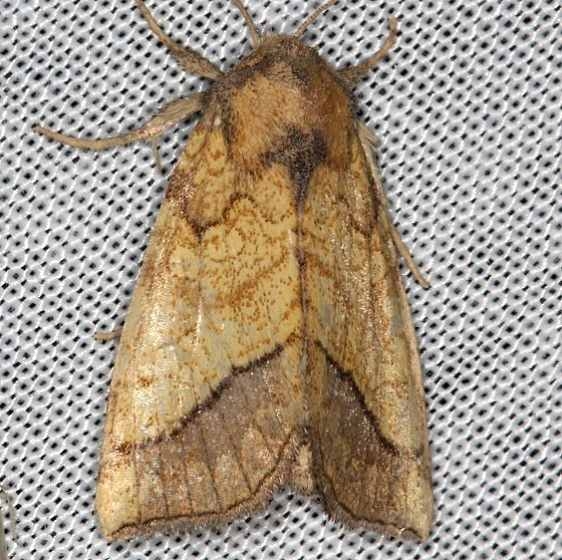 11063 Bordered Sallow Moth Battelle Darby Biggert Rd 8-19-16