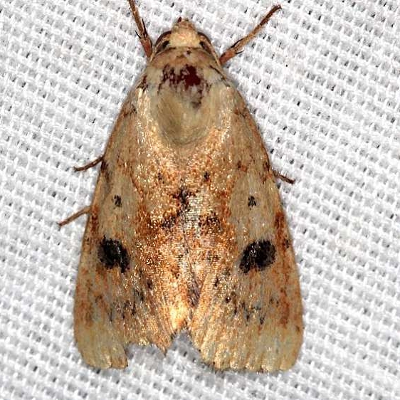 11073.1 Lupatus Straw Moth Silver Springs St Pk Fl 9-23-18