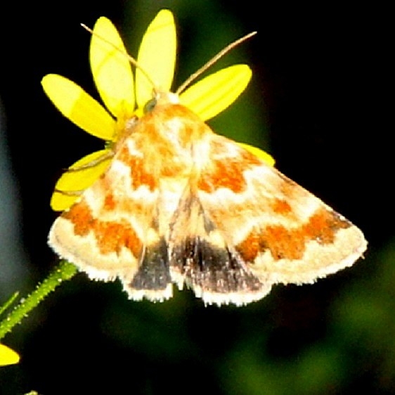 11116 Golden Aster Flower Moth Garden of Eden TNC prop Bristle Fl 9-18-18 (11)_opt
