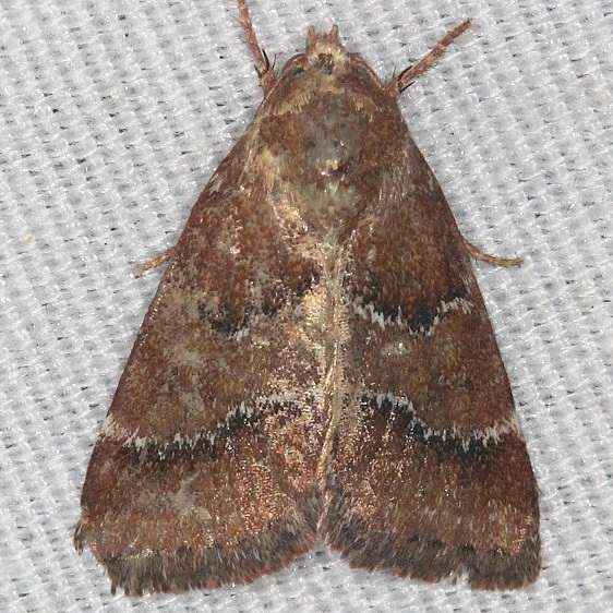 11140 Brown Flower Moth Juniper Springs Ocala Natl Forest Fl 9-27-18 (4)_opt