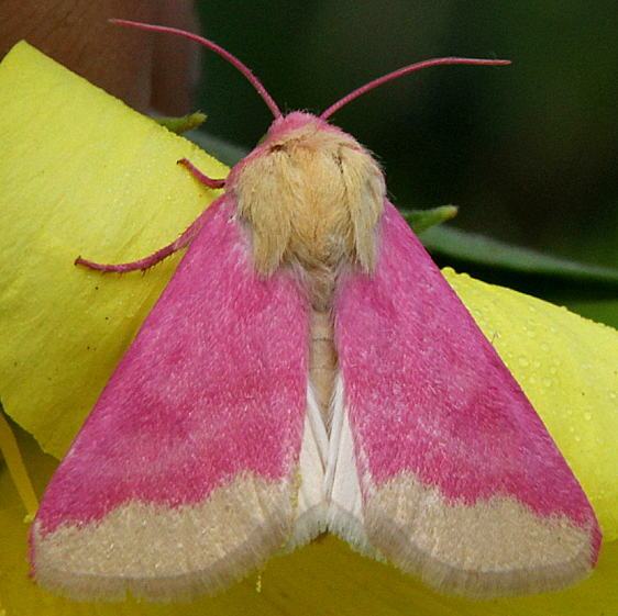 11164 Primrose Moth Perry St Forest Oh 8-10-19