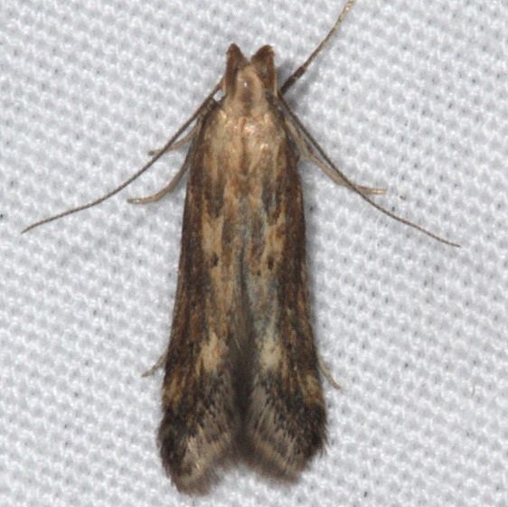 1685 Burdock Seedhead Moth yard 7-11-15