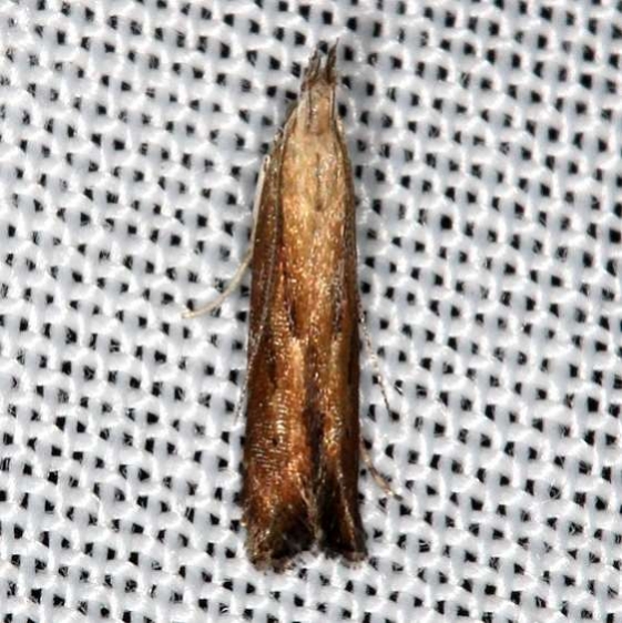 1694 Isophrictis magnella yard 9-7-16_opt