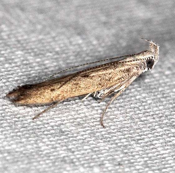 1705.97 Unidentified Isophrictis-Moth-BG-tenative Hopkins Prairie Fl 11-14-19