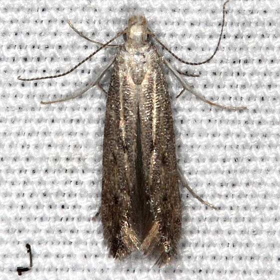 1705.97 Unidentified Isophrictis Moth yard BG 7-3-18 (2)_opt