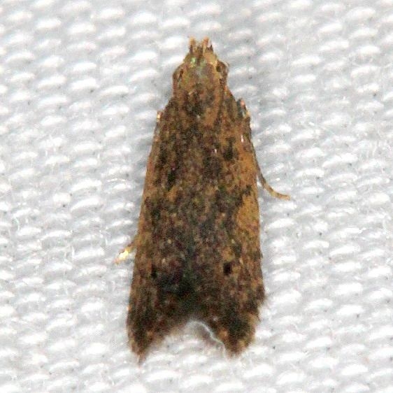 1716.97 Unidentified Monochroa Moth tenative BG Big Lagoon St Pk Fl 9-14-18 (6)_opt
