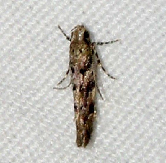 1793 Southern Needleminer Moth Osceola Natl Frt Ocean Pond 3-24-15