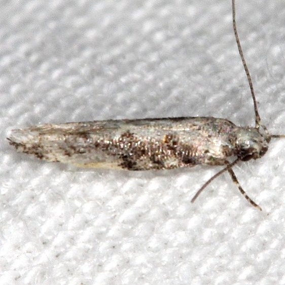 1833.97 Unidentified Coleotechnites Moth BG Silver Springs St Pk Fl 9-25-18 (2)_opt