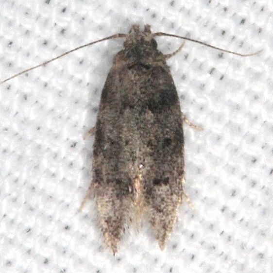 1833.97 Unidentified Coleotechnites Moth Burr Oak Cove Wayne Natl Forest Oh 8-2-18