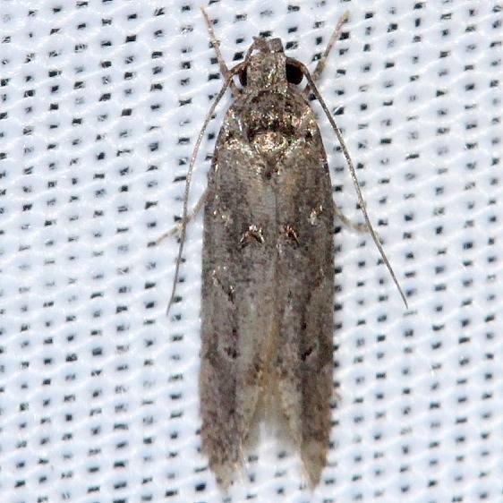 1833.97 Unidentified Coleotechnites Moth Ochlockonee St Pk Fl 3-28-13