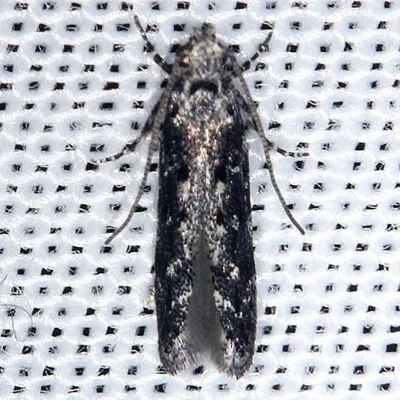 1833.97 Unidentified Coleotechnites Moth Shawnee St Forest 6-14-13