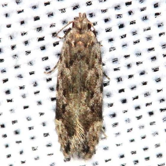 1834.97 Unidentified Sinoe Moth Alexander Springs Ocala Natl Forest 3-19-13