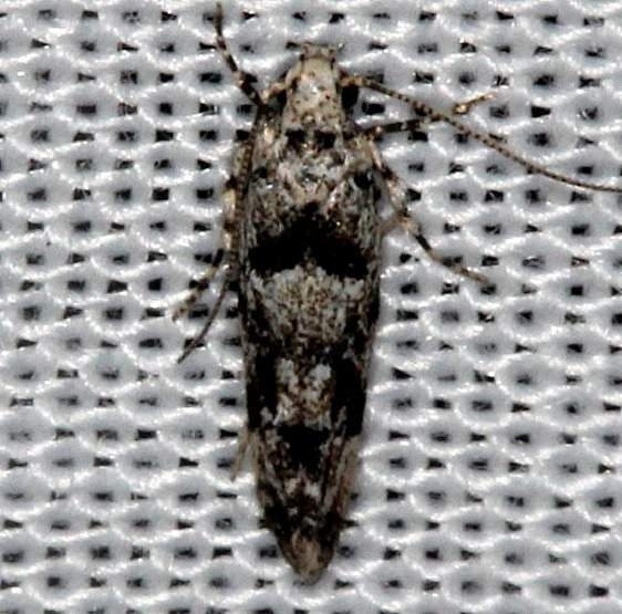 1834.97 Unidentified Sinoe Moth Kissimmee Prairie St Pk 2-14-14