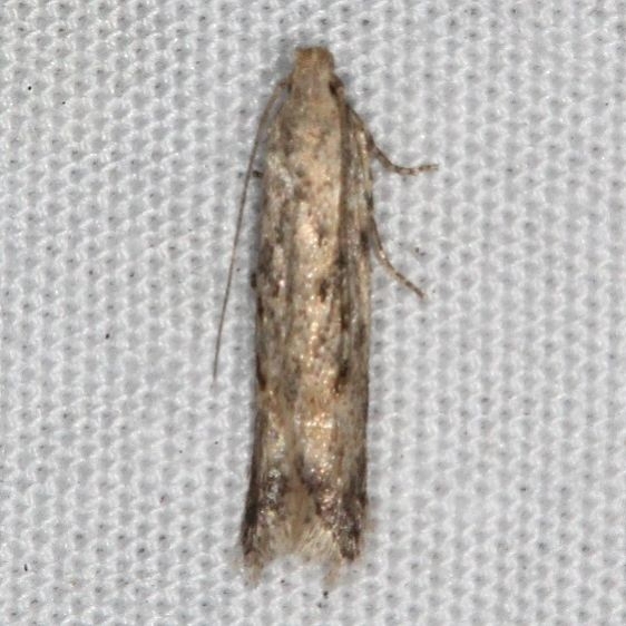 2039.97 BG Unidentified Symmetrischema Moth Favre Dykes State Park Fl 2-18-17_opt (1)