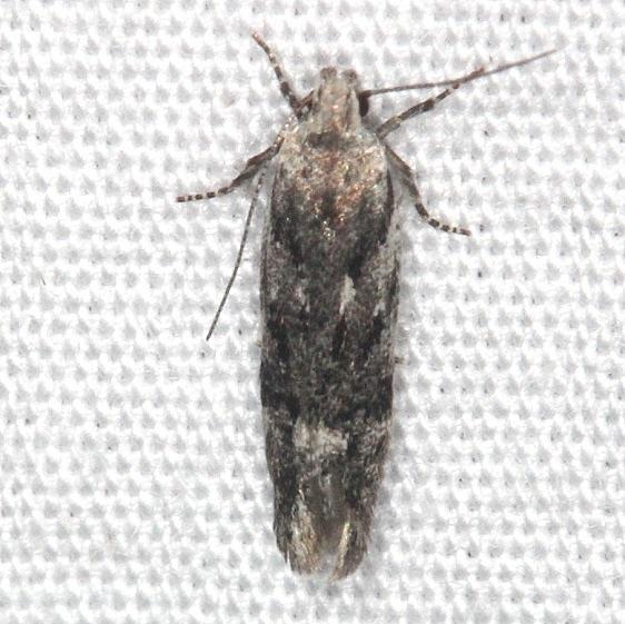 2042.97 Unidentified Caryocolum Moth Thunder Lake UP Mich 6-23-14