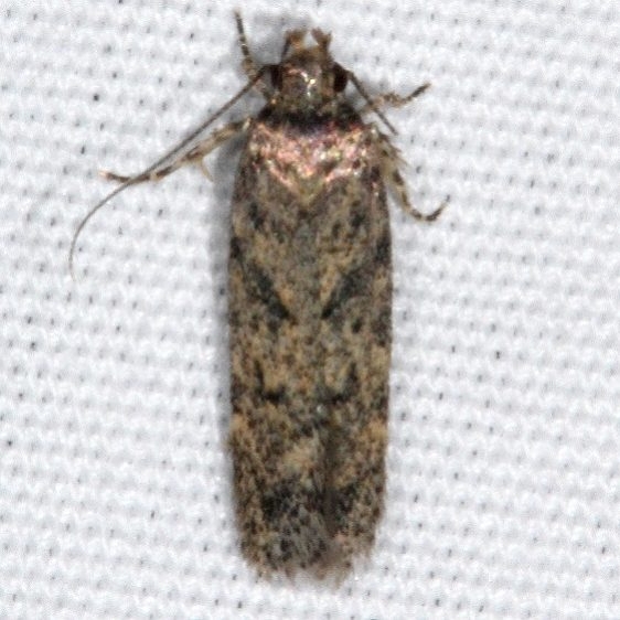 2099 Boxelder Leafworm Moth Fool Hollow Lake St Pk Ariiz 5-23-17 (39)_opt