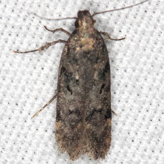 2125.97 BG Unidentified Chionodes Moth King's Mtn St Pk SC 10-2-18 (3)_opt